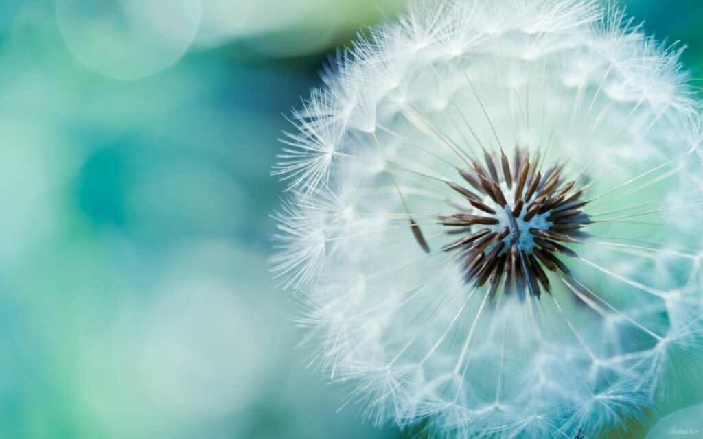 Serene Dandelion Close-Up: Intricate Details on Blue-Green Wallpaper