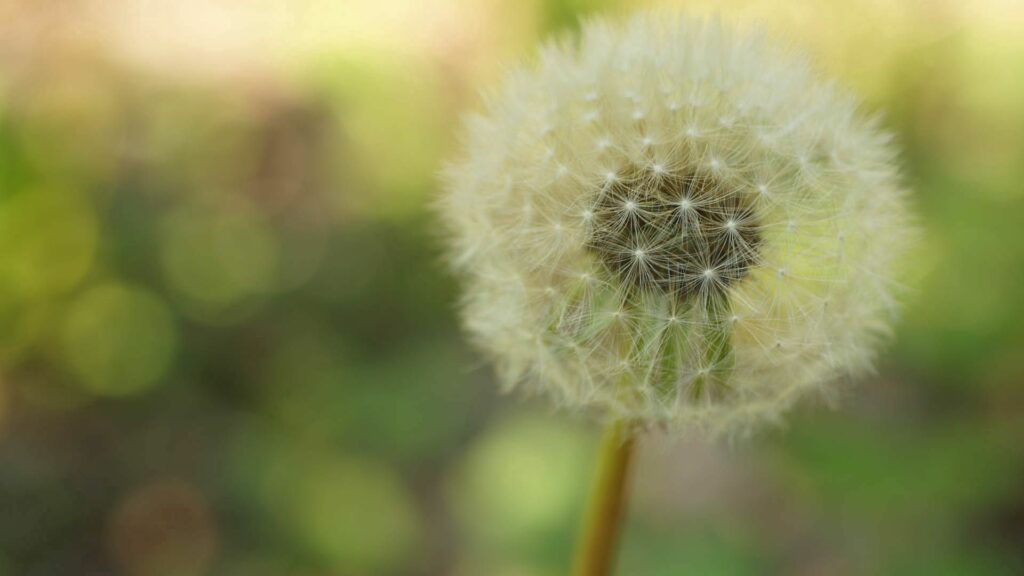 Serene Dandelion Wallpaper: Fluffy Seeds on a Softly Blurred Background