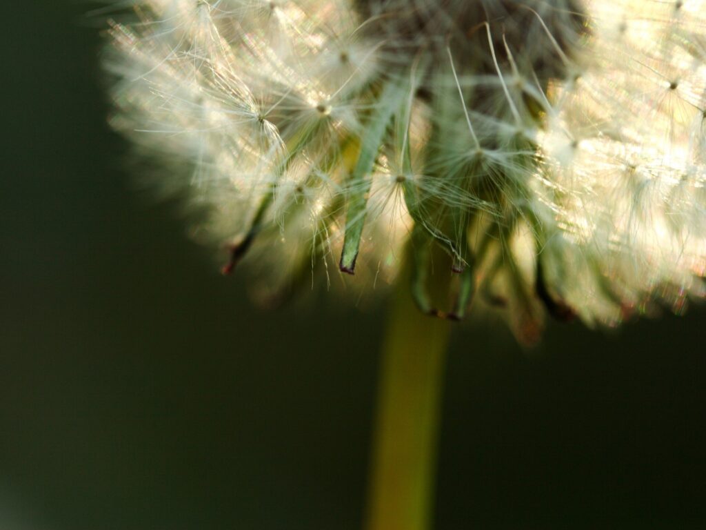 Delicate Dandelion Fluff Close-Up: Intricate Wallpaper Background