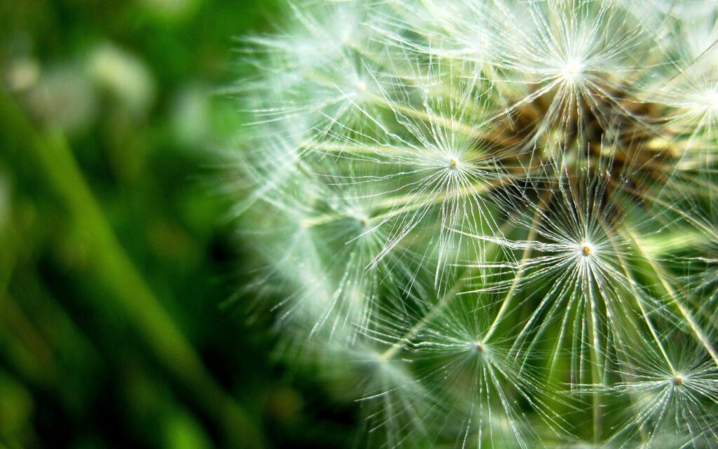 Close-Up Dandelion Fluff: Intricate Details on Soft Green Wallpaper