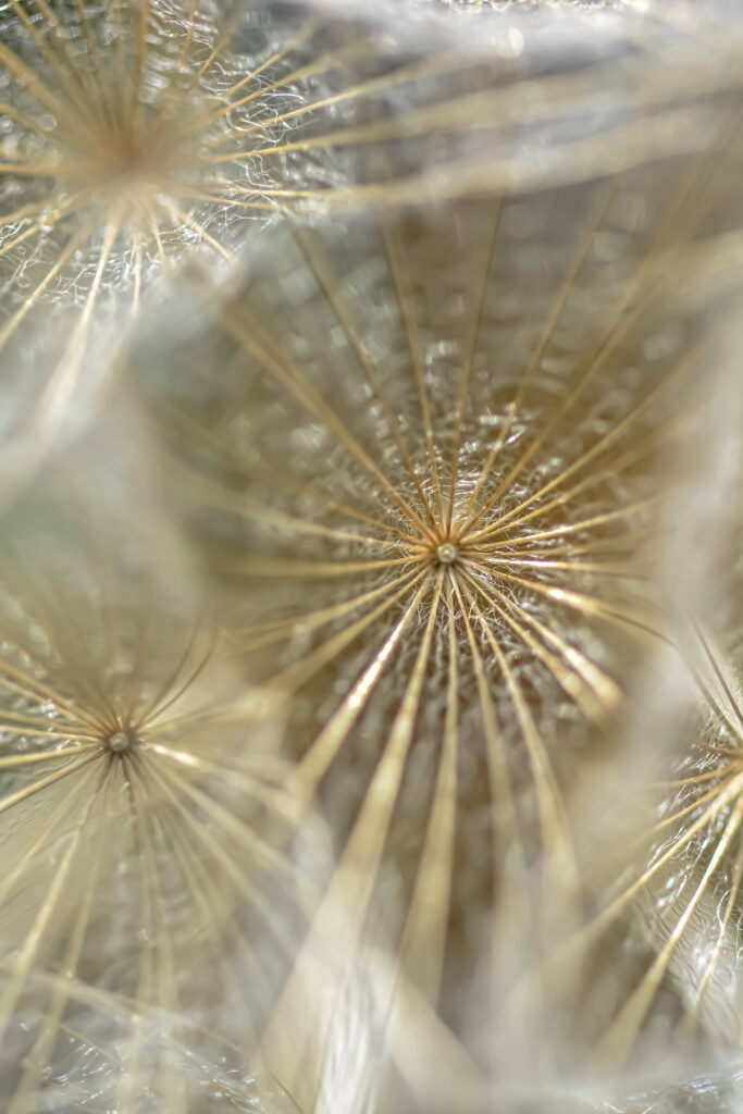 Delicate Dandelion Fluff Macro: Elegant Wallpaper Background
