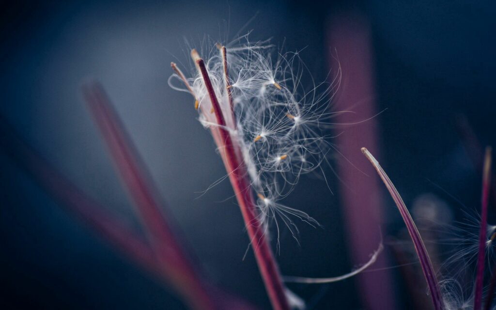 Delicate Dandelion Fluff with Vibrant Red Stems - Wallpaper Background