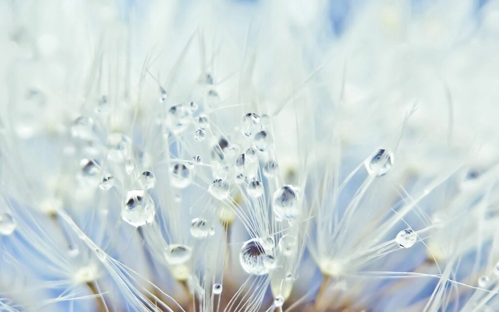 Tranquil Blue Dandelion Fluff Wallpaper with Water Droplets