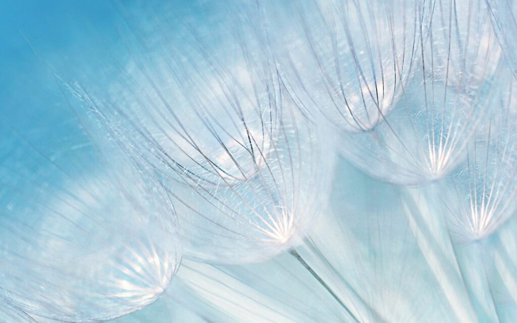 Delicate Dandelion Fluff Wallpaper on Soft Blue Background