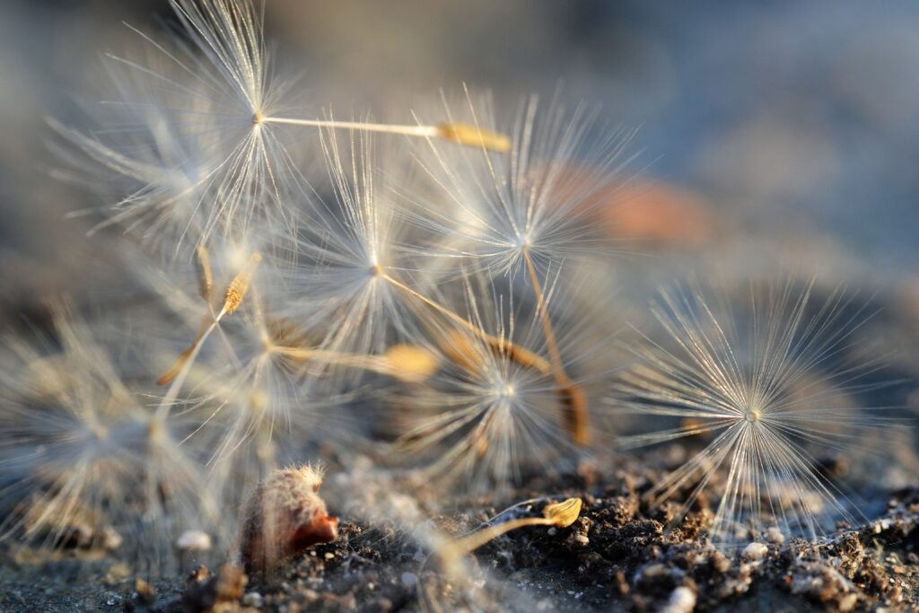 Delicate Macro Dandelion Fluff Wallpaper Background - Soft Textures