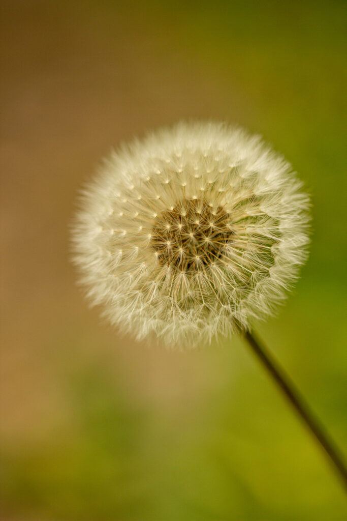 Delicate White Dandelion Close-Up - Soft Blurred Wallpaper Background