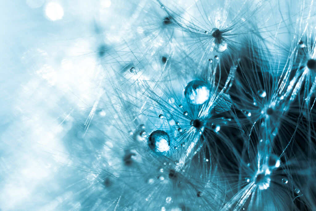 Dreamy Dandelion Fluff with Water Drops - Tranquil Wallpaper Background
