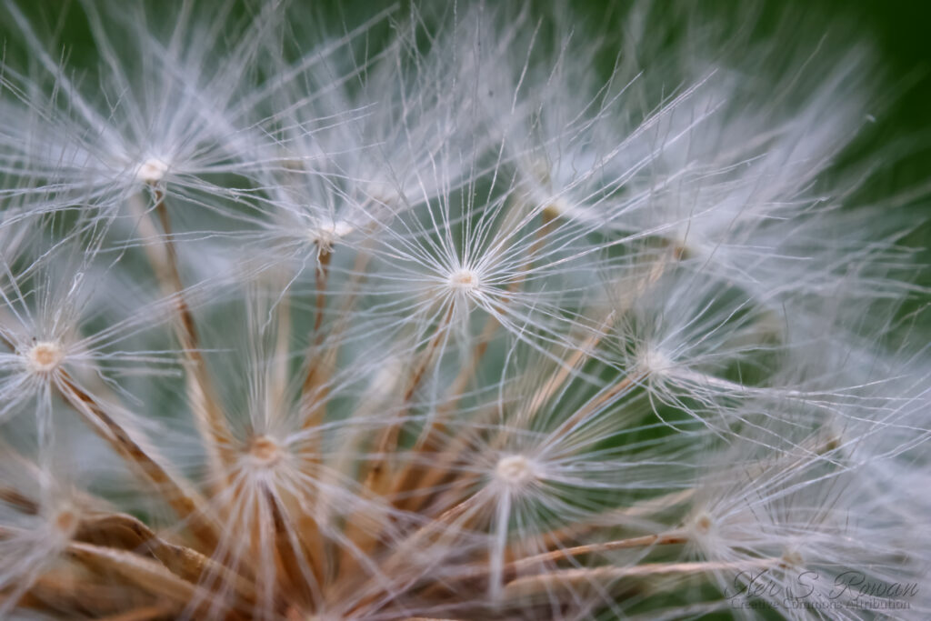 Delicate Dandelion Seeds Macro: Fluffy White Texture Wallpaper