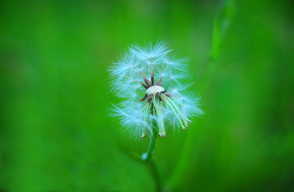Macro Dandelion Close-Up: Feathery Texture on Vibrant Green Wallpaper