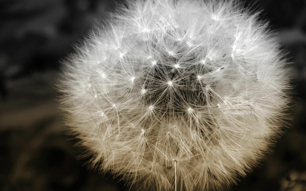 Delicate Dandelion Puff Close-Up: Intricate Seeds Wallpaper Background