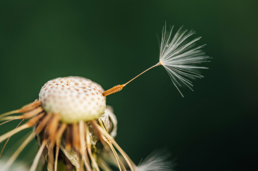 Macro Dandelion Seed Detaching - Soft Green Wallpaper Background