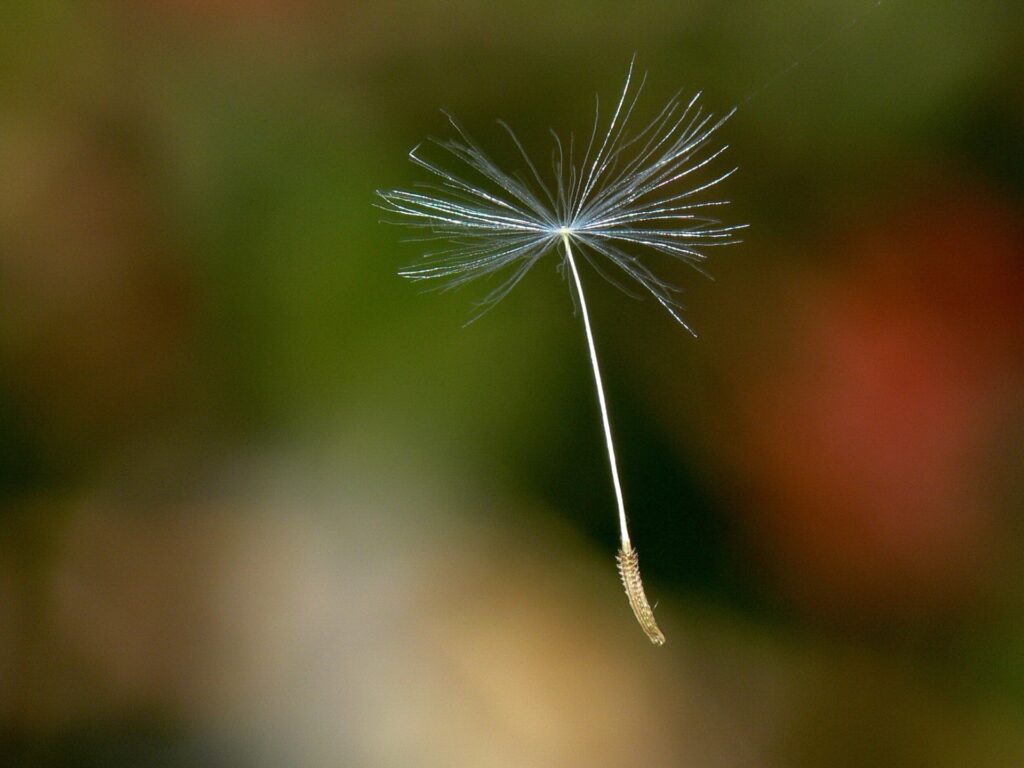 Delicate Dandelion Seed Fluff in Air | Nature Wallpaper Background