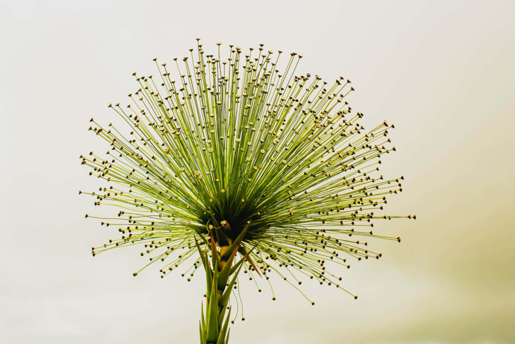 Beautiful Dandelion Seed Head Wallpaper on Soft Light Background