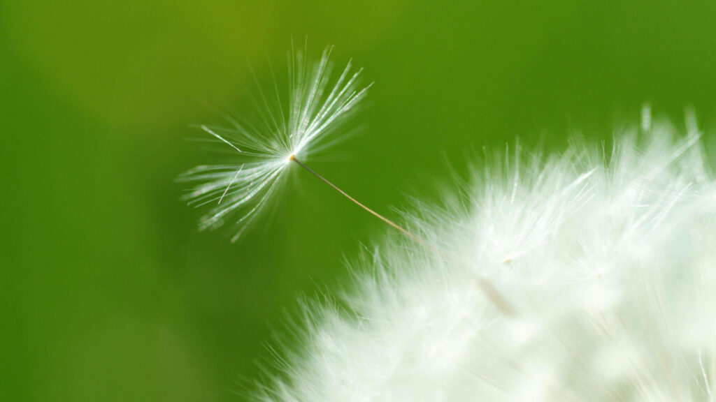 Delicate Dandelion Seed Head Close-Up on Vibrant Green Background Wallpaper