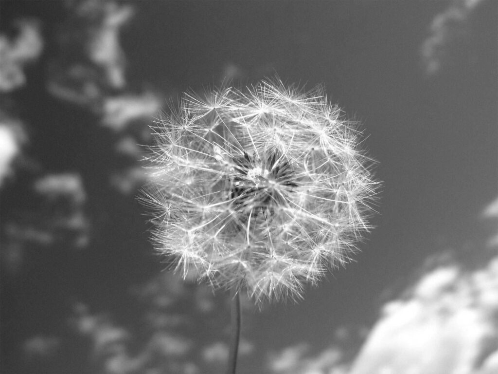 Delicate Dandelion Seed Wallpaper Against Soft Blurred Sky