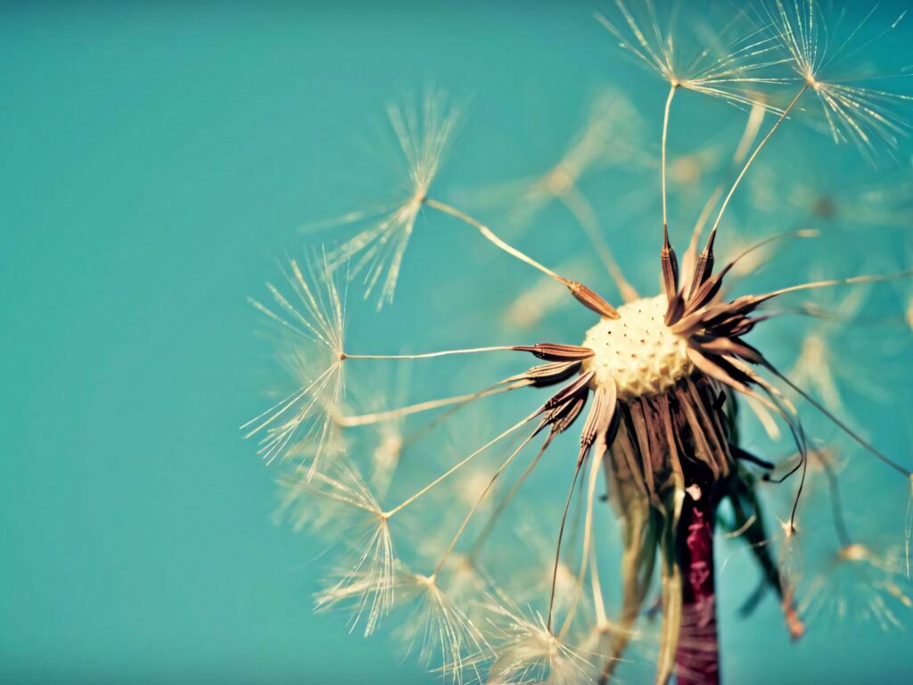 Close-up macro of dandelion seeds drifting against vibrant turquoise background nature wallpaper