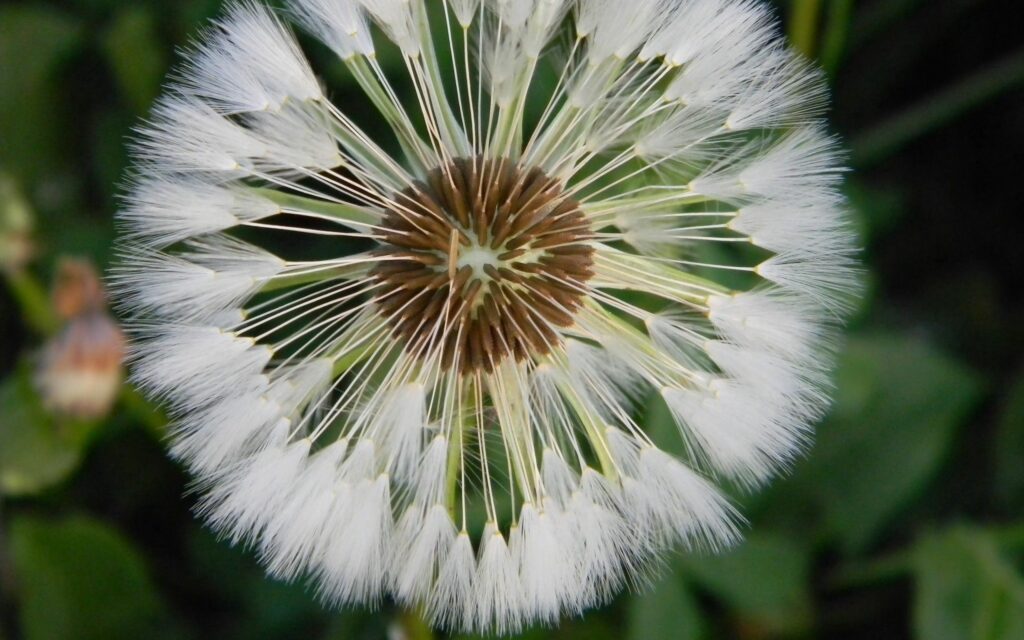 Delicate Dandelion Close-Up Wallpaper on Soft Green Grass