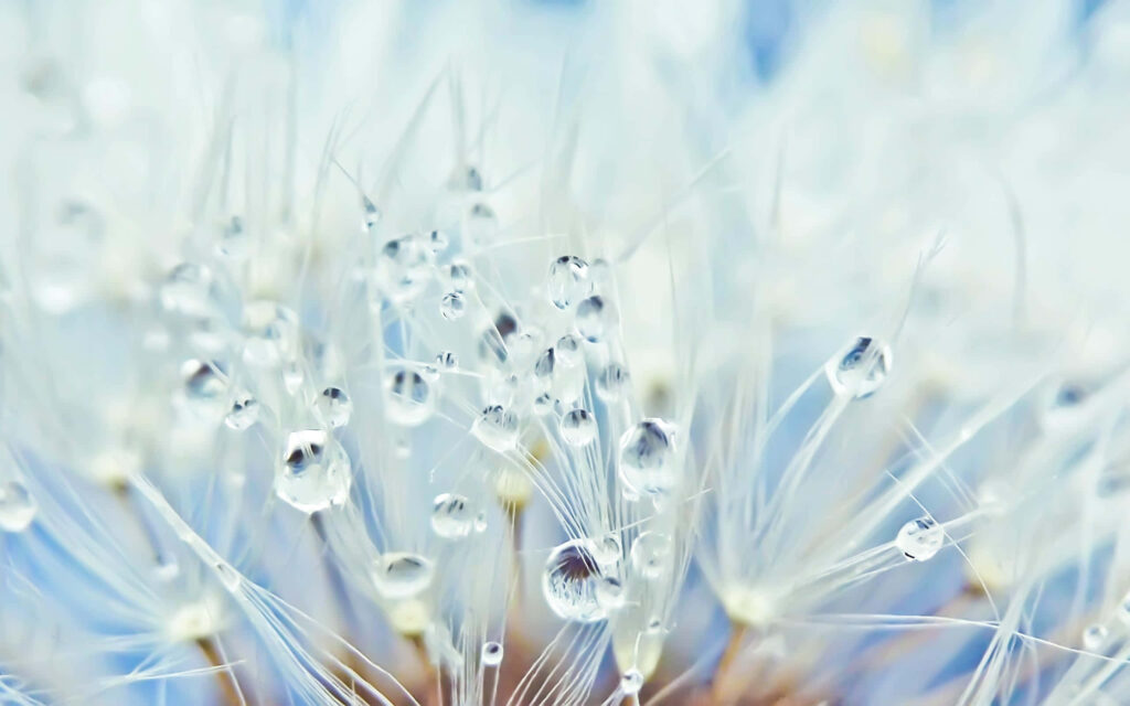 Delicate Dandelion Seeds with Water Droplets - Serene Blue Background Wallpaper