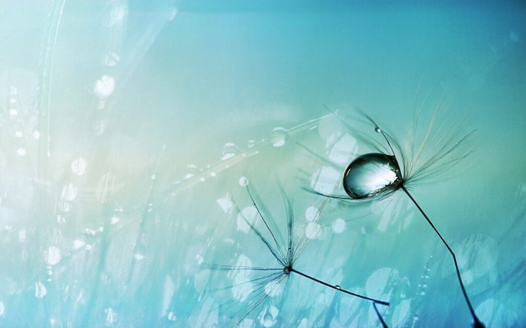 Tranquil Dandelion Seeds Wallpaper with Glistening Water Drops