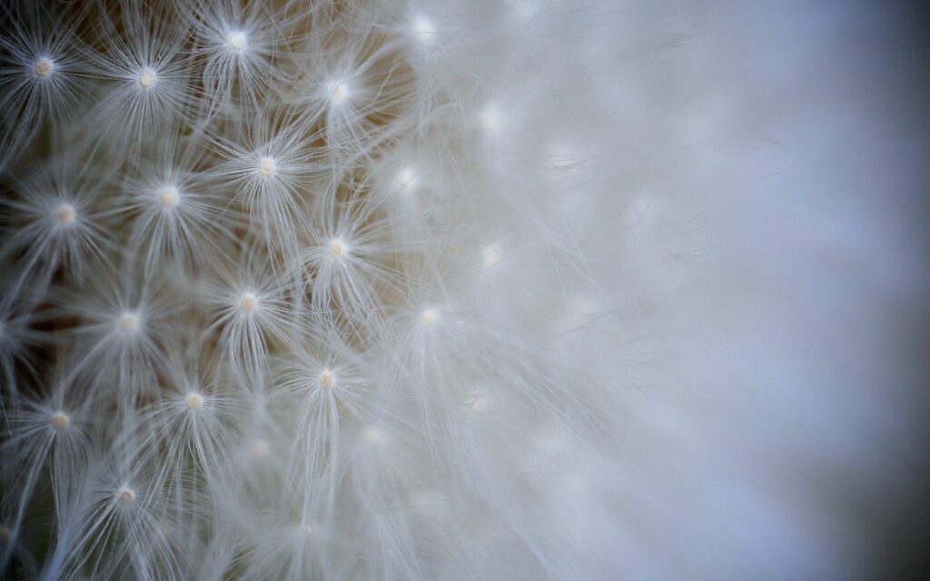 Delicate Dandelion Seeds Close-Up - Intricate Patterns Wallpaper