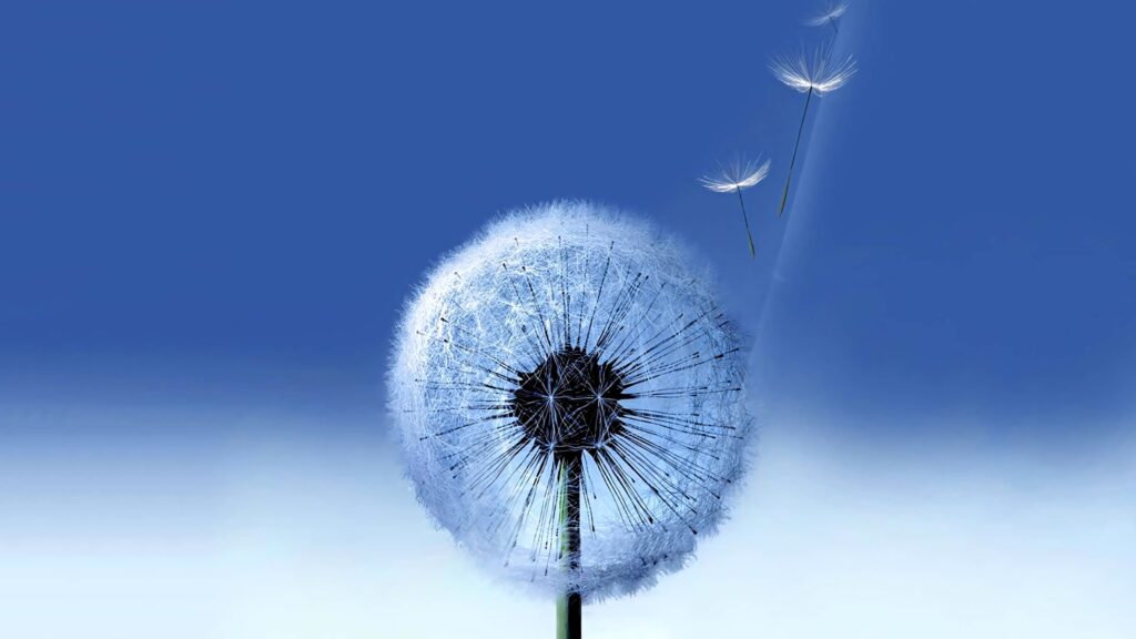 Delicate dandelion seeds drifting against smooth blue gradient minimalist nature background wallpaper