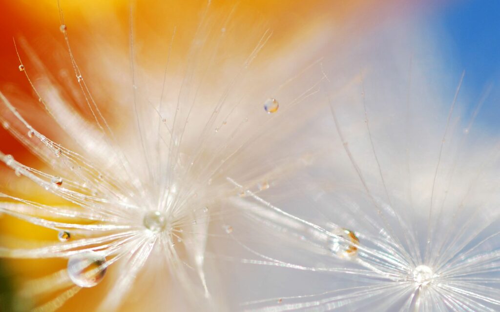 Delicate Dandelion Seeds with Water Droplets | Vibrant Wallpaper