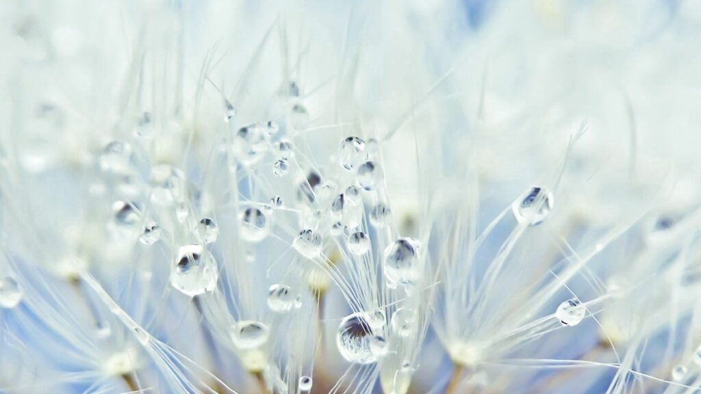 Delicate Dandelion Seeds with Water Droplets | Ethereal Wallpaper