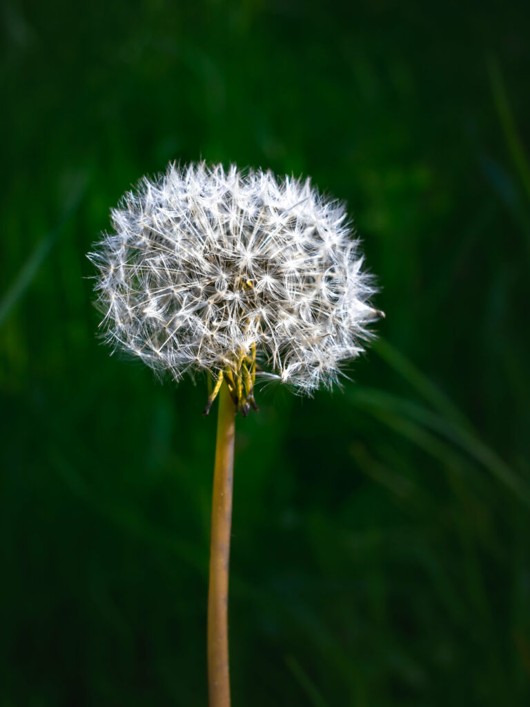 Delicate Dandelion Wallpaper: Fluffy Seeds on Soft Green Background
