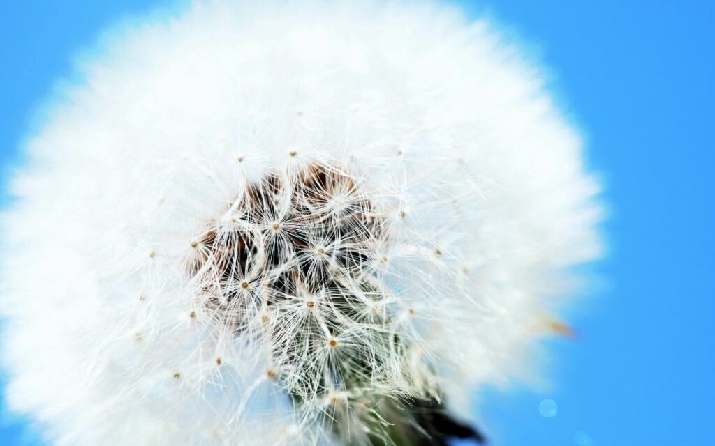 Close-Up Dandelion Wallpaper: Delicate Seeds on Vibrant Blue Background