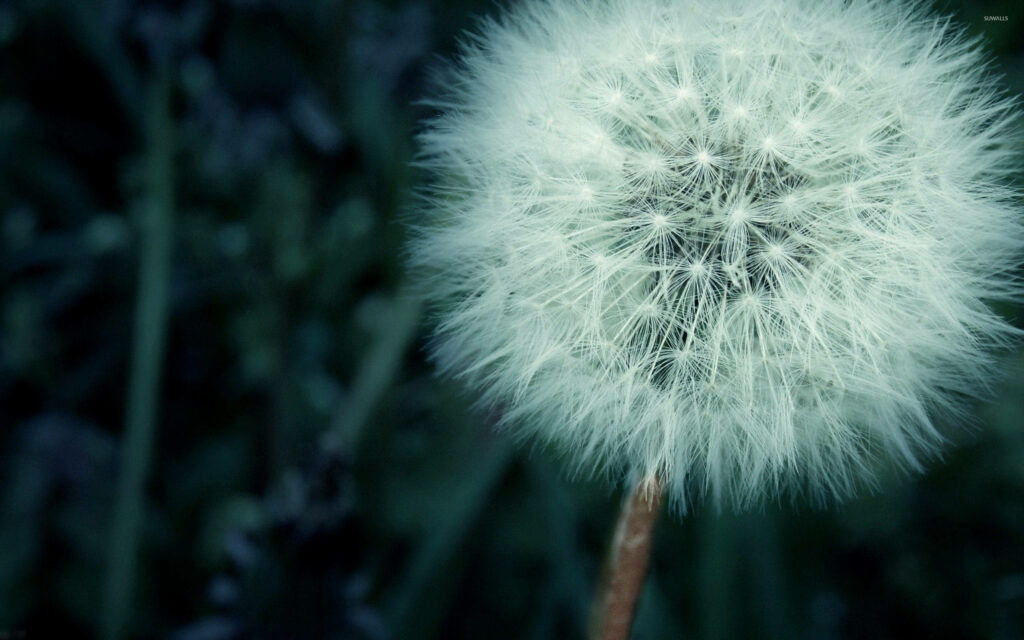 Delicate Dandelion Close-Up: Tranquil Green Background Wallpaper