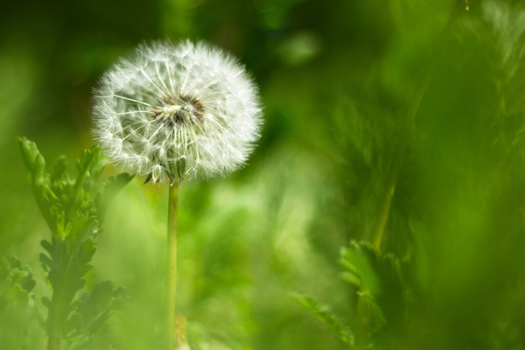Delicate Dandelion Wallpaper: Tranquil Green Background