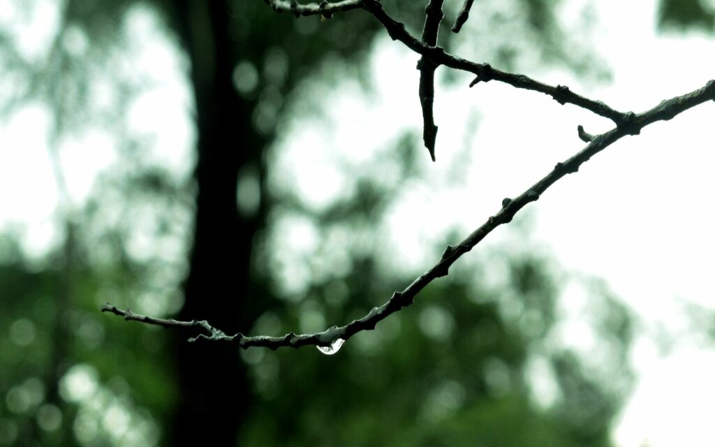Delicate Dewy Branch in Blurred Green Forest - Nature Wallpaper