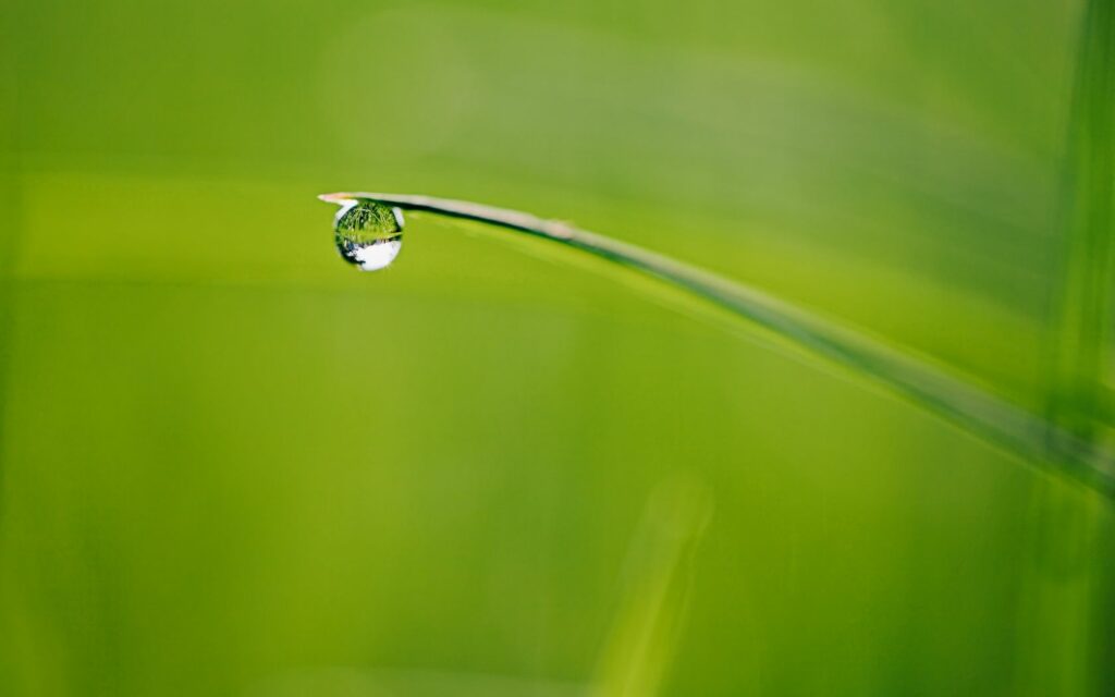 Vibrant Green Dew Drop on Grass - Nature Wallpaper Background