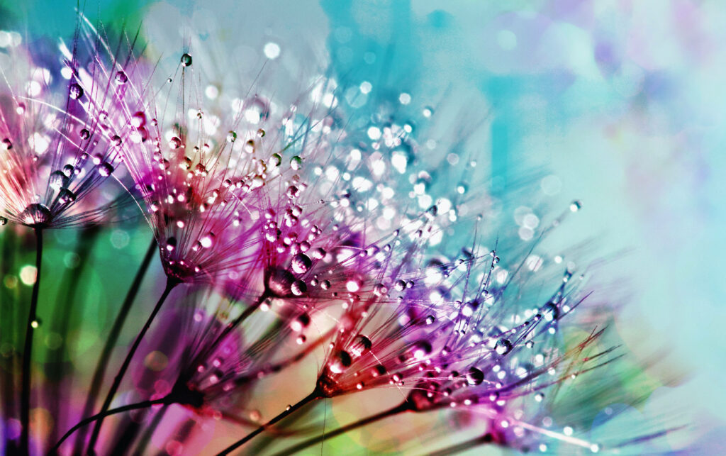 Dreamy Colorful Floral Background: Close-Up of Dewy Flowers Wallpaper