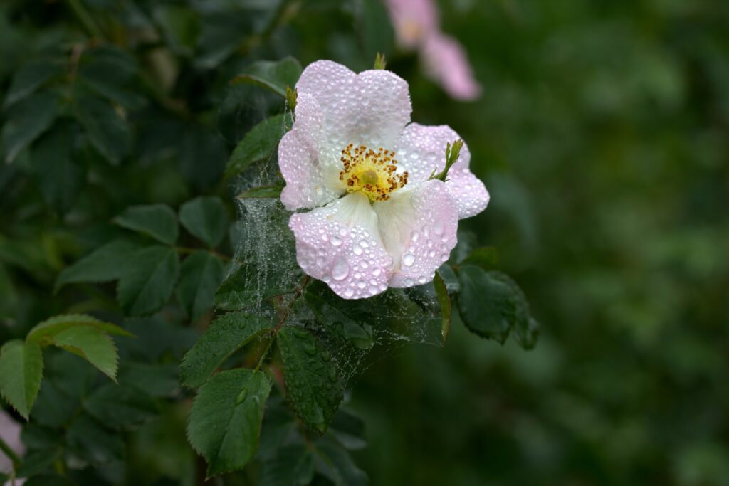 Delicate Dog Rose Wallpaper with Dewdrops & Spider Web Detail