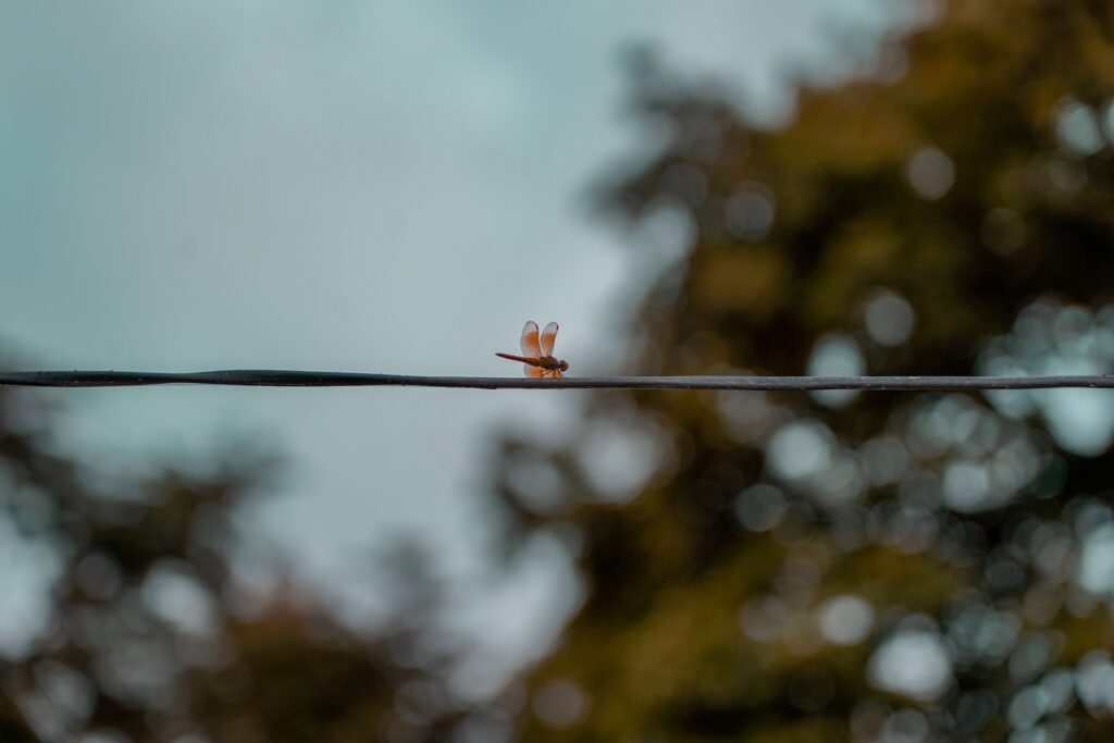 Delicate Dragonfly on Wire: Softly Blurred Nature Wallpaper