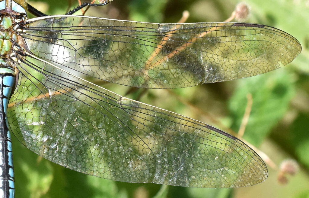 Delicate Dragonfly Wings Wallpaper on Soft Green Background