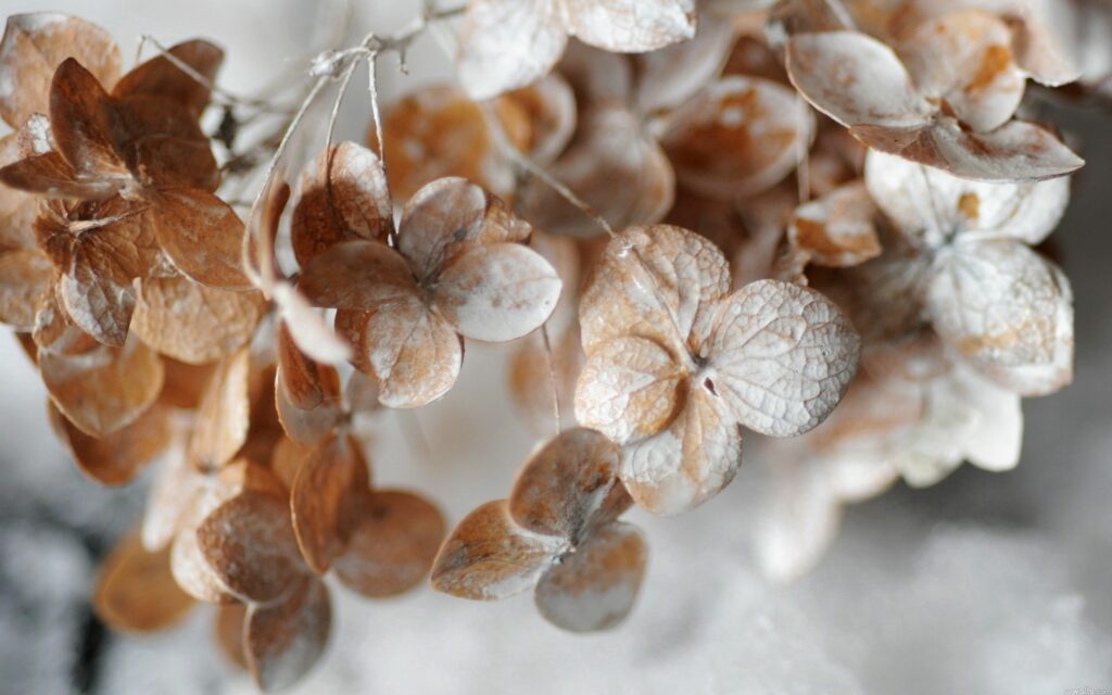 Close-Up Dried Hydrangea Wallpaper: Earthy Tones & Delicate Petals