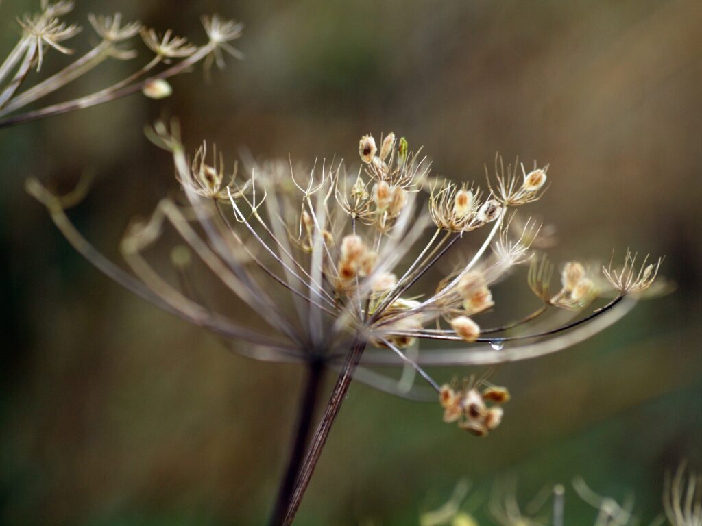 Serene Dried Plant Stems Wallpaper: Close-Up Nature Background
