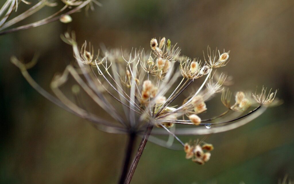 Natural Wallpaper: Dried Plants and Delicate Branches Close-Up