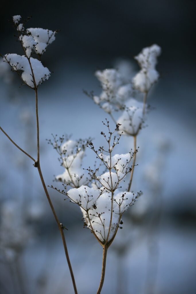 Serene Winter Wallpaper: Close-Up of Dried Plants in Soft Snow