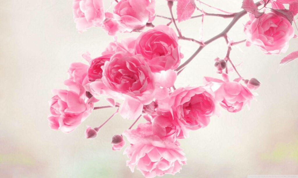 Blooming Beauty: A Captivating HD Wallpaper of Pink Roses on a Branch