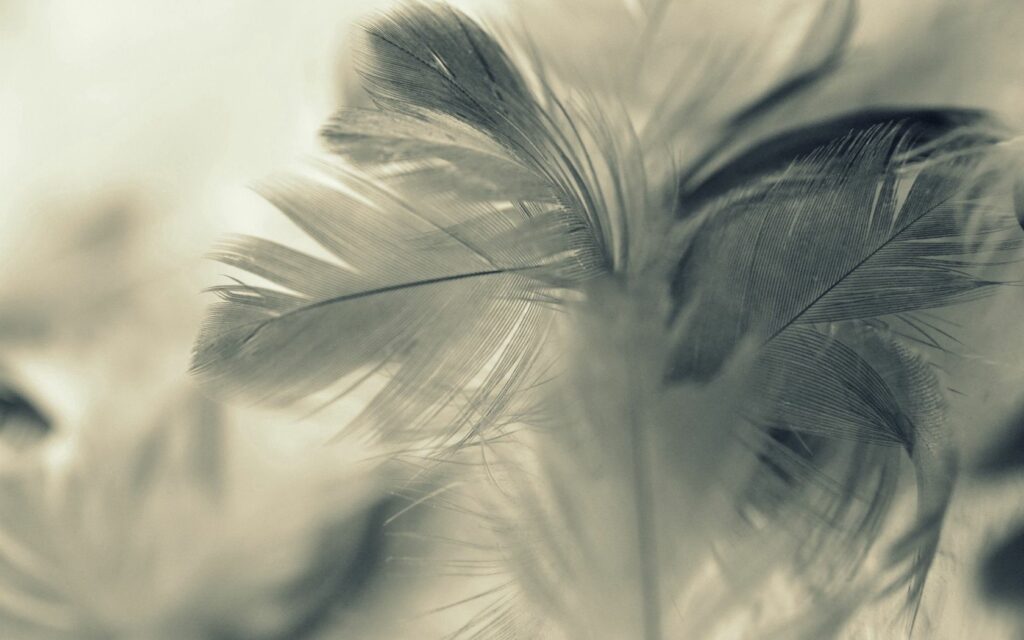 Delicate Feather Wallpaper: Close-Up of Textured, Airy Background