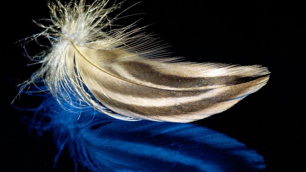 Captivating Feather Wallpaper: Delicate Contrast on Reflective Surface
