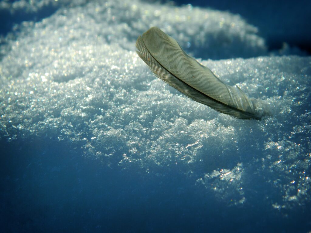 Delicate feather on sparkling snow with soft shadows in serene blue and white winter landscape Wallpaper