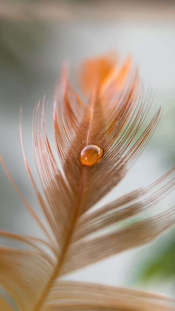 Delicate Feather with Dewdrop - Intricate Natural Wallpaper Background