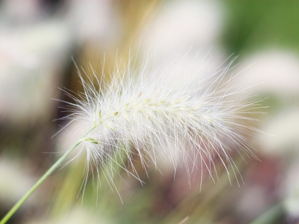 Close-up of feathery plant branch with soft hairs on blurred green beige natural background wallpaper