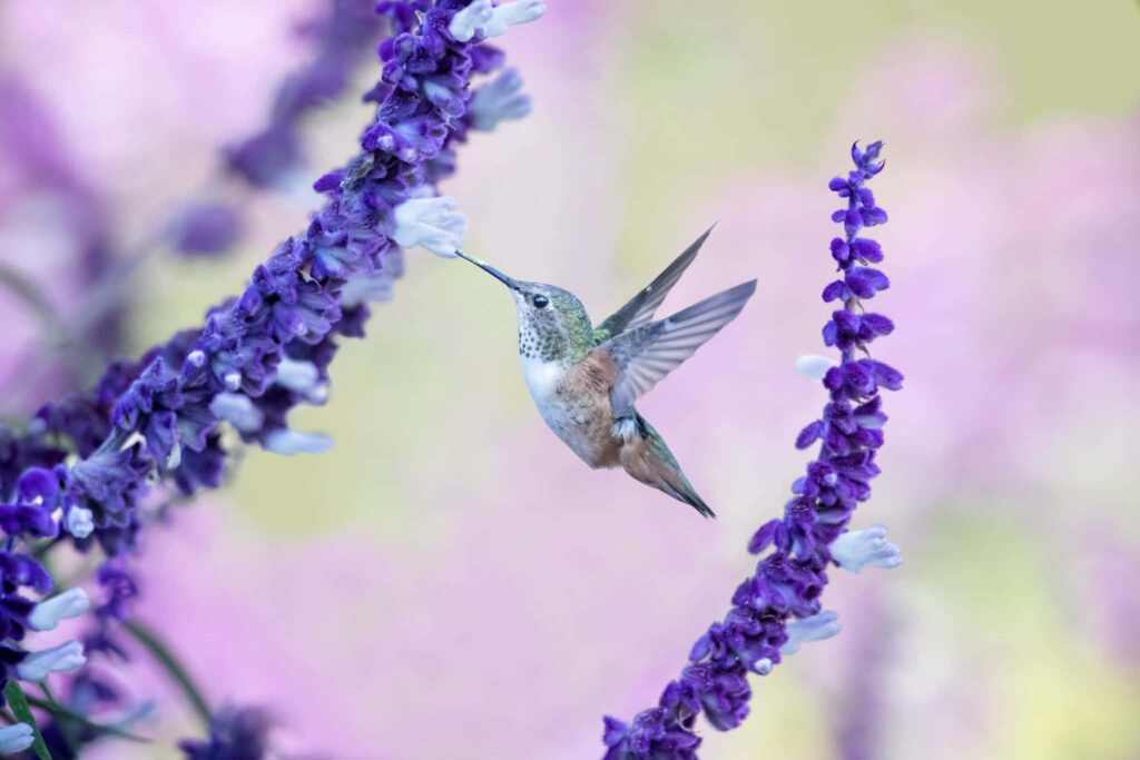 Graceful Hummingbird Among Vibrant Purple Flowers - Nature's Beauty Wallpaper