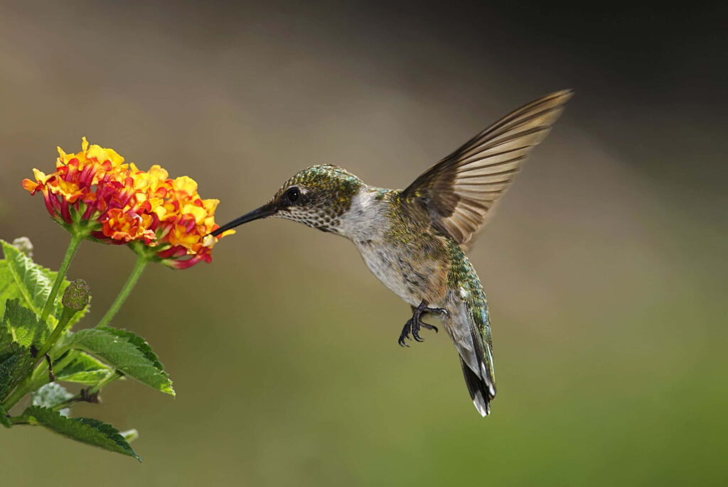 Graceful Female Hummingbird Feeding Among Vibrant Flowers Wallpaper