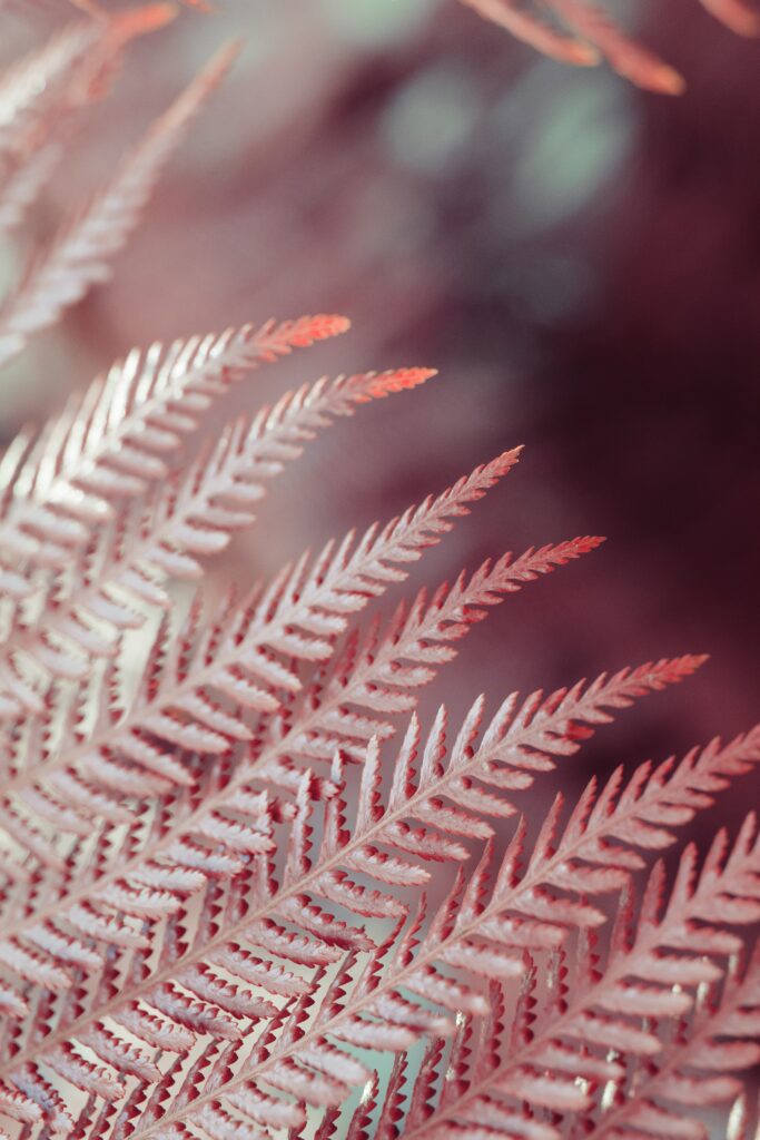 Intricate Macro Fern Leaves: A Soft Hued Wallpaper Background